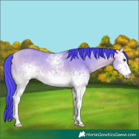 Horse Color:Watercolor White Spotted Buckskin Dun