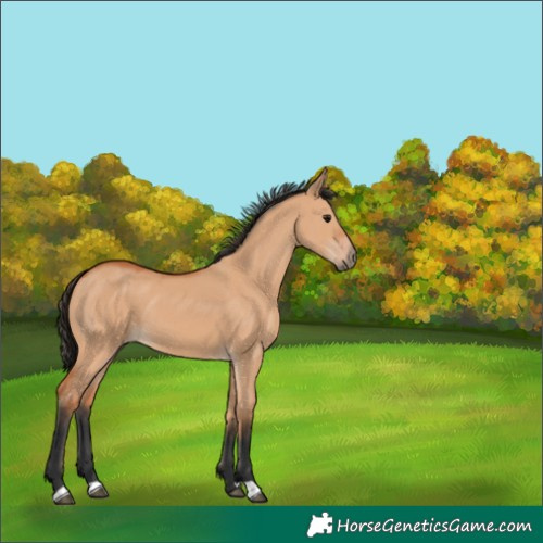 Horse Color:Bay Dun 