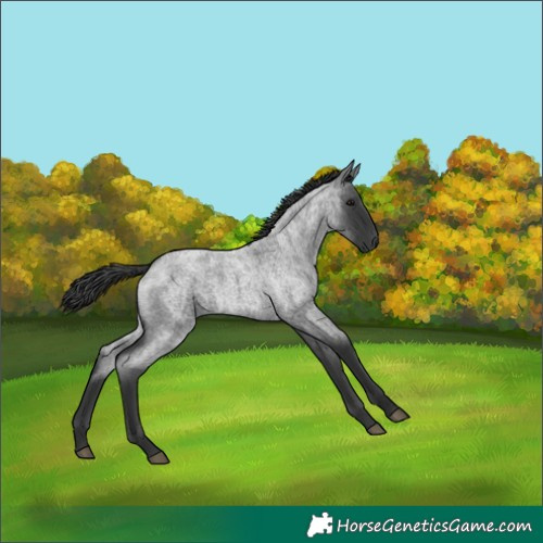 Horse Color:Blue Roan 