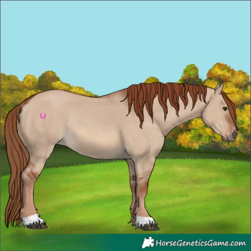 Horse Color:Red Dun Rabicano 
