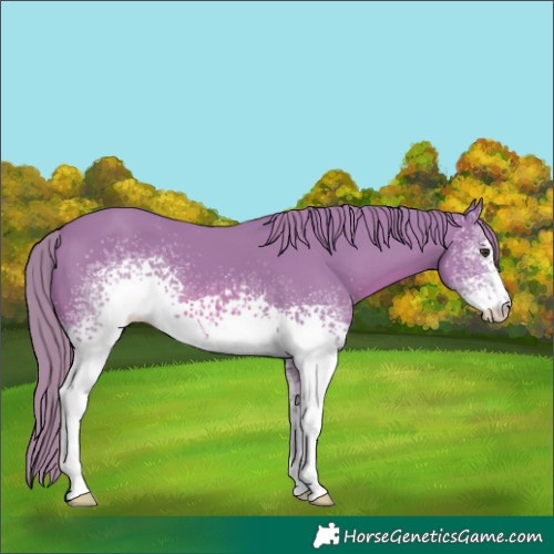 Horse Color:Watercolor White Spotted Chestnut 