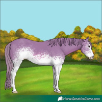 Horse Color:Watercolor White Spotted Chestnut