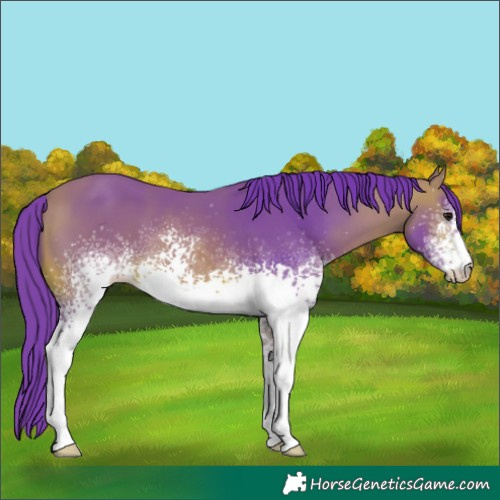Horse Color:Watercolor White Spotted Bay