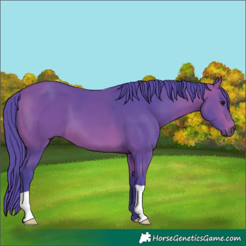 Horse Color:Watercolor Bay 