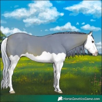 Horse Color:Watercolor Brown Splash
