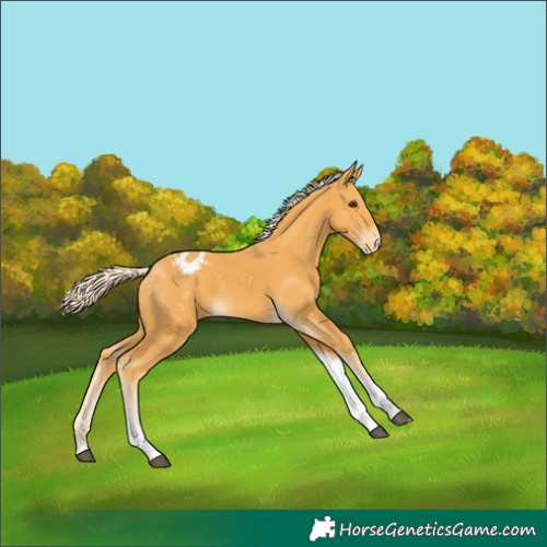 Horse Color:Palomino Tobiano Varnish 