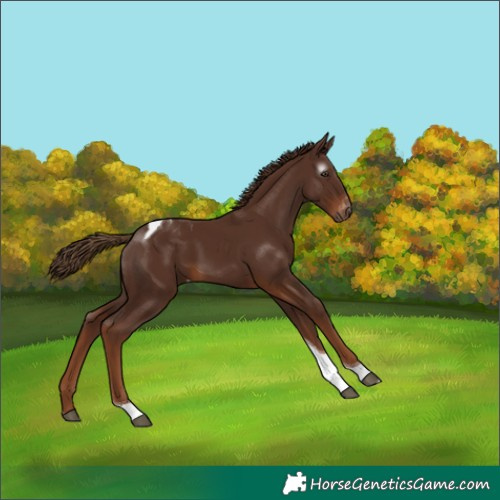 Horse Color:Gray Chestnut Tobiano Varnish