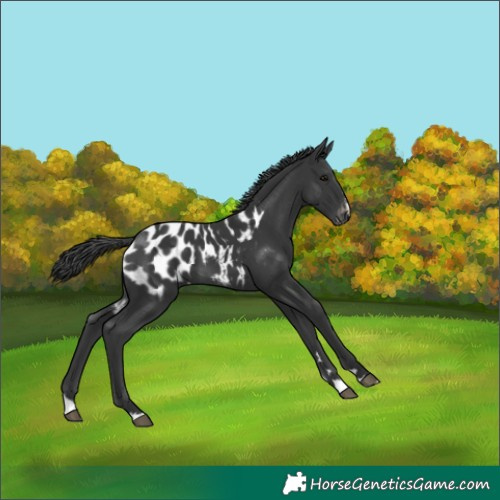 Horse Color:Black Appaloosa 