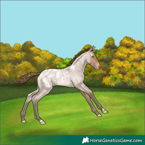 Horse Color:Gray Perlino Roan Appaloosa 