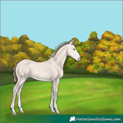 Horse Color:White Spotted Perlino 