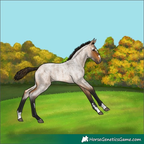 Horse Color:Gray Buckskin Roan 