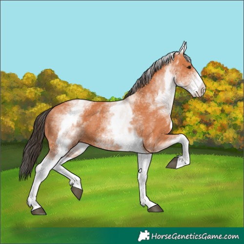 Horse Color:White Spotted Bay 