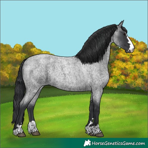 Horse Color:Blue Roan