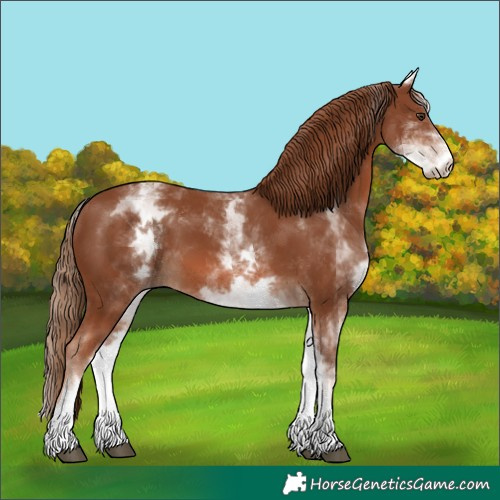Horse Color:White Spotted Chestnut