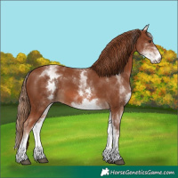 Horse Color:White Spotted Chestnut 