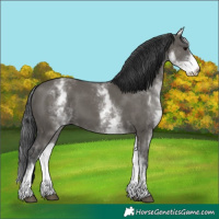 Horse Color:White Spotted Grullo