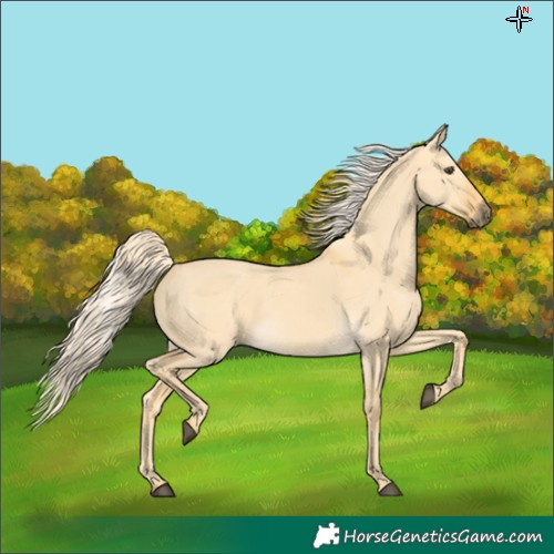Horse Color:Palomino Dun
