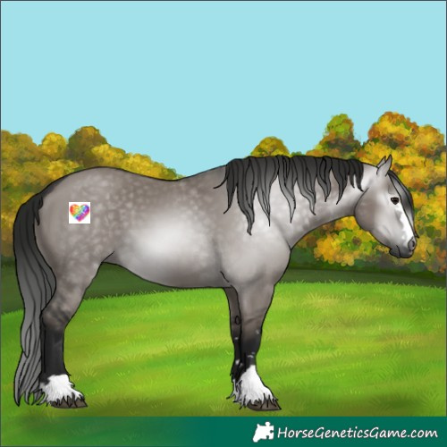 Horse Color:Unknown 