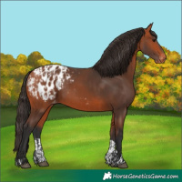 Horse Color:Bay Appaloosa  and Bay Appaloosa 