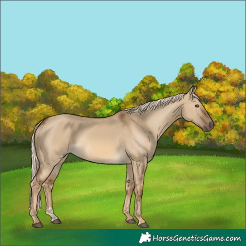 Horse Color:Chocolate Palomino Dun 