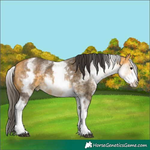 Horse Color:White Spotted Buckskin 