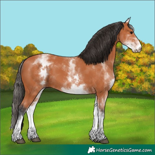 Horse Color:White Spotted Bay 