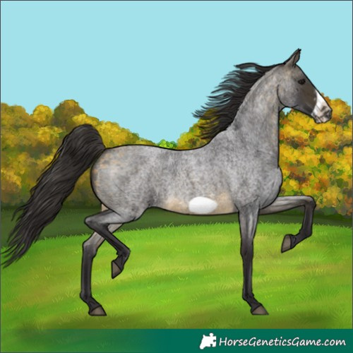 Horse Color:Buckskin Roan Sabino Frame