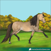 Horse Color:Buckskin Dun