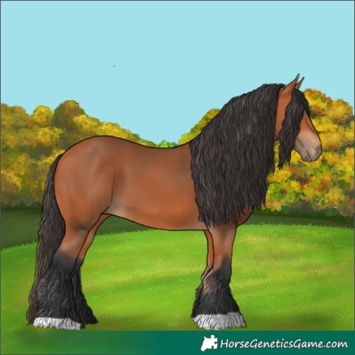 Horse Color:Bay 