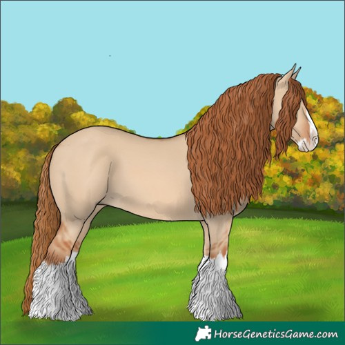 Horse Color:Red Dun Splash 