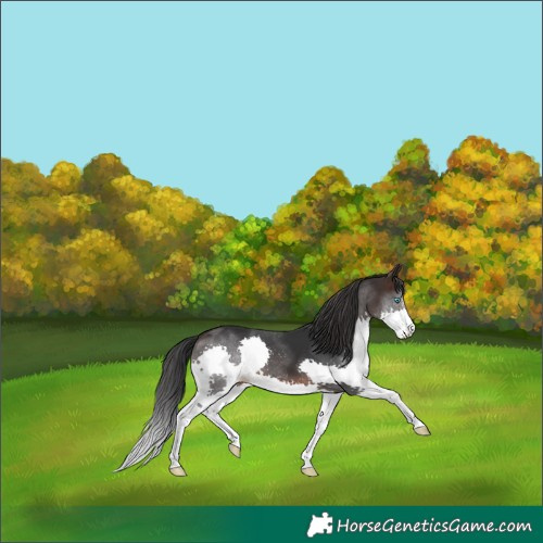 Horse Color:Brown Splash 