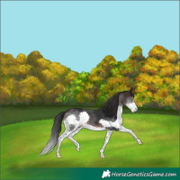 Horse Color:Brown Splash 