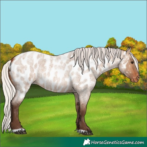 Horse Color:Silver Brown Roan Dun Appaloosa 