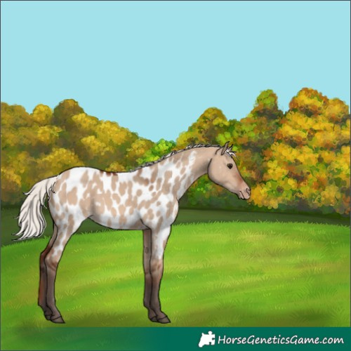 Horse Color:Silver Brown Dun Appaloosa 