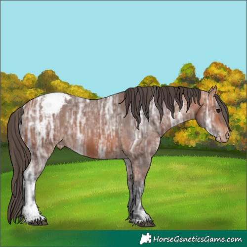 Horse Color:Bay Ice Snowcap