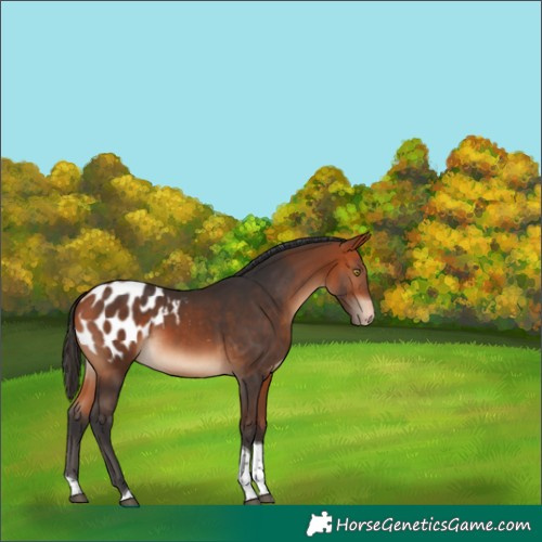 Horse Color:Bay Tobiano Appaloosa 