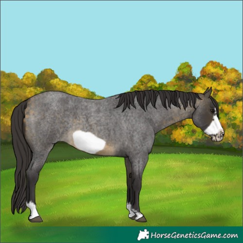 Horse Color:Buckskin Roan Sabino Frame 