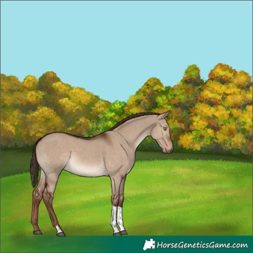 Horse Color:Liver Red Dun Tobiano 