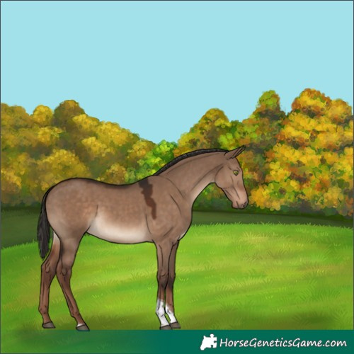 Horse Color:Liver Red Dun Tobiano
