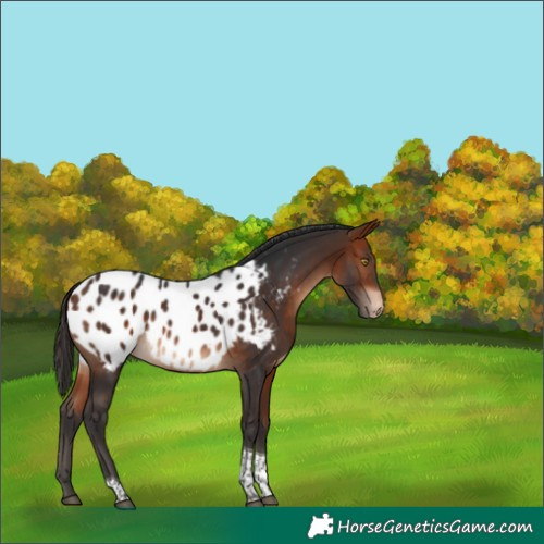 Horse Color:Bay Tobiano Appaloosa