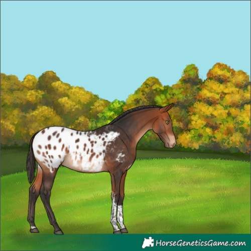 Horse Color:Bay Tobiano Blanket 