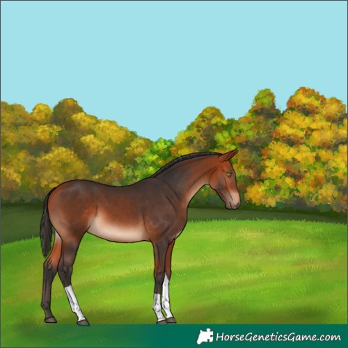 Horse Color:Bay Tobiano 