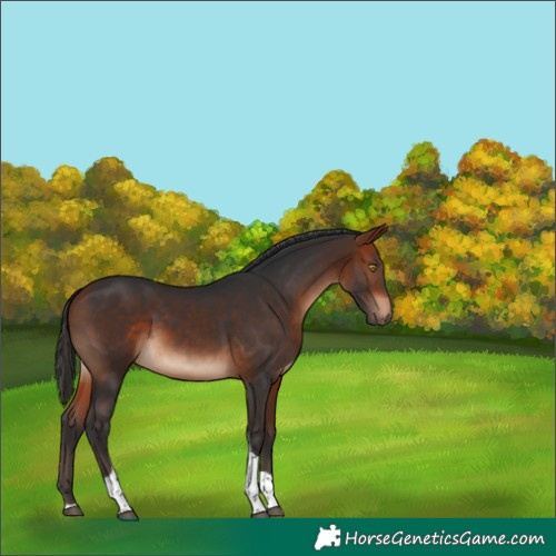 Horse Color:Bay Tobiano 