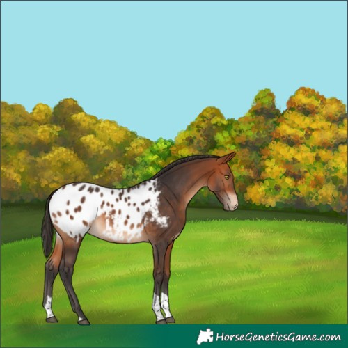 Horse Color:Bay Tobiano Appaloosa 