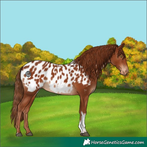 Horse Color:Chestnut Tobiano Blanket 