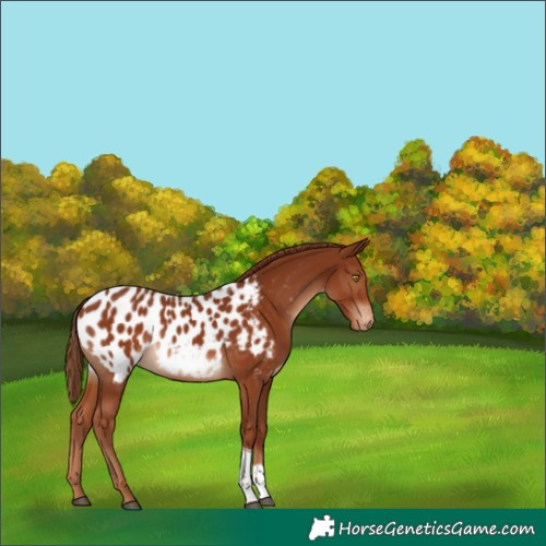 Horse Color:Chestnut Tobiano Appaloosa 