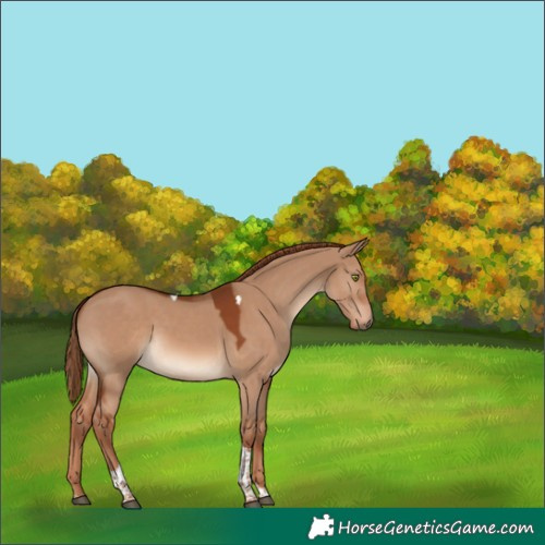Horse Color:Red Dun Tobiano 