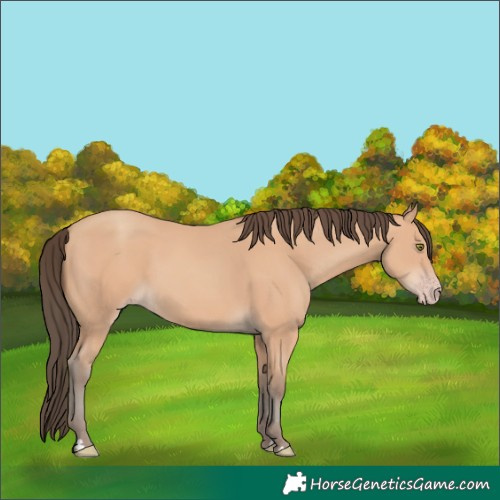 Horse Color:Amber Champagne 
