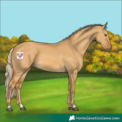Horse Color:Palomino Dun 