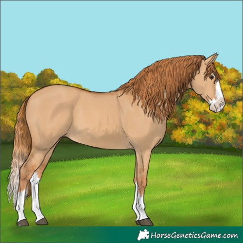 Horse Color:Red Dun Splash 